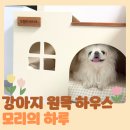 하루하우스 | 인테리어 강아지 원목 하우스 숨숨집 - 모리의 하루 내돈내산 후기