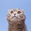 24시 신도림S동물의료센터 이미지