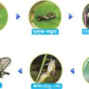 뚱딴지 - 아산시 | 뚱딴지