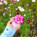 (기획투어)나이트가든투어 | 서울 근교 당일치기 데이트, 2025 포천한탄강 가든페스타 &amp; 나이트 투어 후기