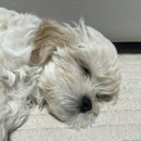 몽트루디 이미지