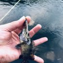 무릉도원면-26 이미지