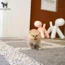 논현 켄넬 이미지