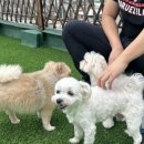 일리키독 이미지