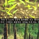 대나무PC 이미지