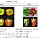 파프리카 - 안양시 동안구 시민대로 180 | 파프리카