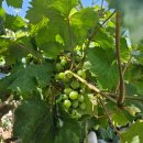 거북선숯불풍천장어 | [고창 맛집 내돈내산] 바다 뷰로 유명한 거북선 풍천 장어 방문 후기