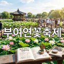 두루애궁남지점 | 부여 궁남지 연꽃축제 실시간 개화 상황과 주차 팁 정리