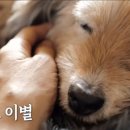 동물농장 Daum카페