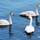 한가한오후 이미지