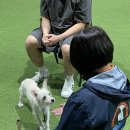 푸른바다독스쿨 이미지