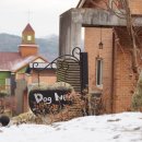 도그뉴스 이미지