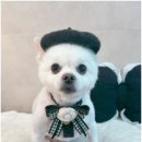 몽심살롱 | [반려견] 만두&amp;장수 미용 후기 강아지 미용