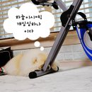 피개행개 이미지