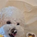 뽀미까까 이미지