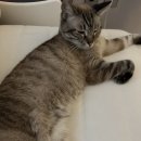 쿨펫 양한방 동물병원 이미지