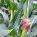 보래밸리 이미지