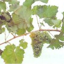 디저트블랑(dessert blanc) 이미지