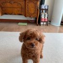 요미 펫택시 | 블챌 찍먹