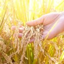 농업회사법인주식회사만나 이미지