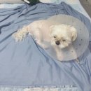 이불엔 | 다이소 냉감이불 추천ㅣ내돈내산 후기