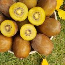 소랑다래랑 이미지