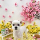 야옹아 멍멍해봐 멍멍스타일 이미지