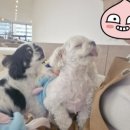 멍쓰홀릭 | 🐾 강아지 호텔링 후기 | 멍쓰홀릭 2박 3일 체험 리뷰