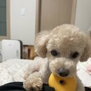 60계녹양