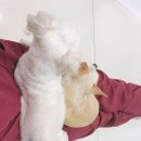 루피 하임