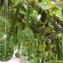 미르피아 이미지