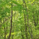 삶에 자연을 채우다 이미지