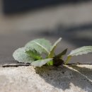 화서공원 이미지