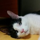 미요 이미지