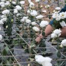 광치마을 이미지