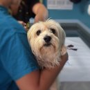 리브동물병원 이미지