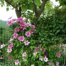 클레마티스 이미지