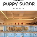 퍼피애견샵 이미지