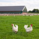 라온농장 이미지