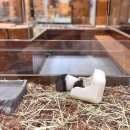 잠실준25시 동물병원 | 잠실 놀거리 고양이카페 길고양이마을 롯데몰 이색데이트