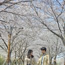 맥도생태공원제방변 | 부산 벚꽃 축제 강서낙동강변30리 벚꽃길 나들이 가볼만한곳