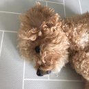 닥터스종합동물병원 이미지