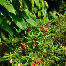 봉숭아물 물들이다 이미지