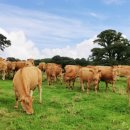 한우랑돼지랑 이미지