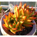 싱싱다육그린원 이미지