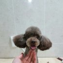 몽몽이애견미용 이미지