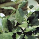 쌍계사 상록수림 이미지