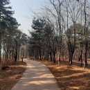 호수공원소나무숲길 이미지