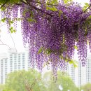 2024년4월23일 국립중앙박물관 여행@낭만스토리 이미지