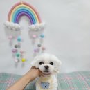 몽실몽실애견미용 네이버블로그